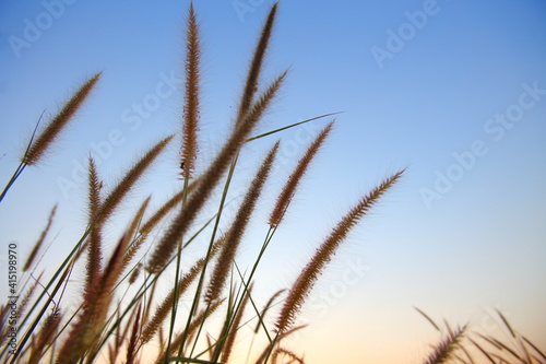 Closeup Grass flowers in the time the sun is near to set in the evening.