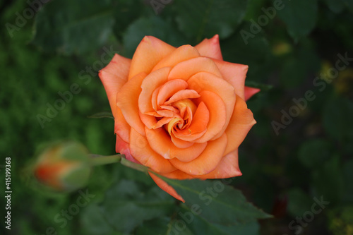 A bright orange rose is fragrant in the garden.