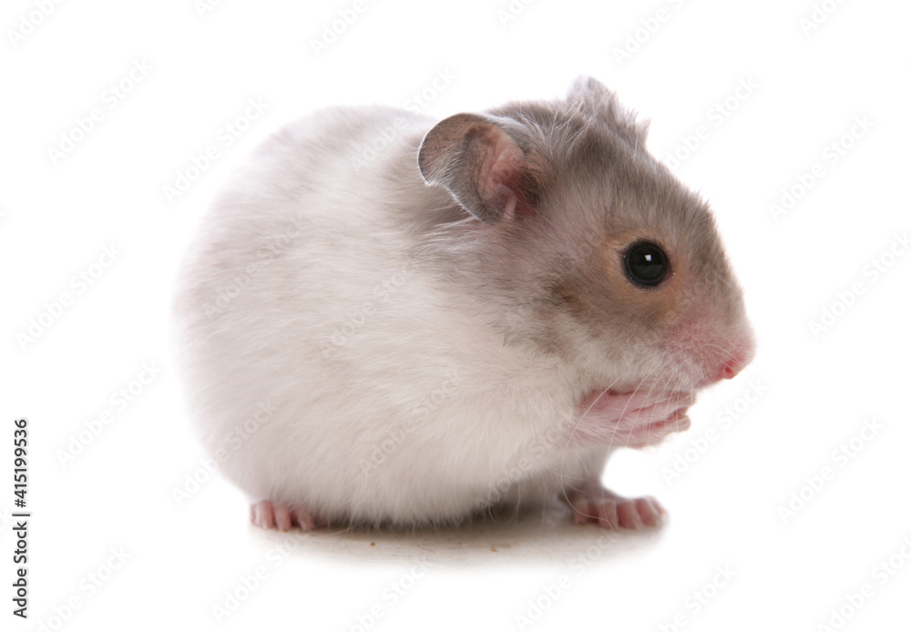 Syrian Hamster