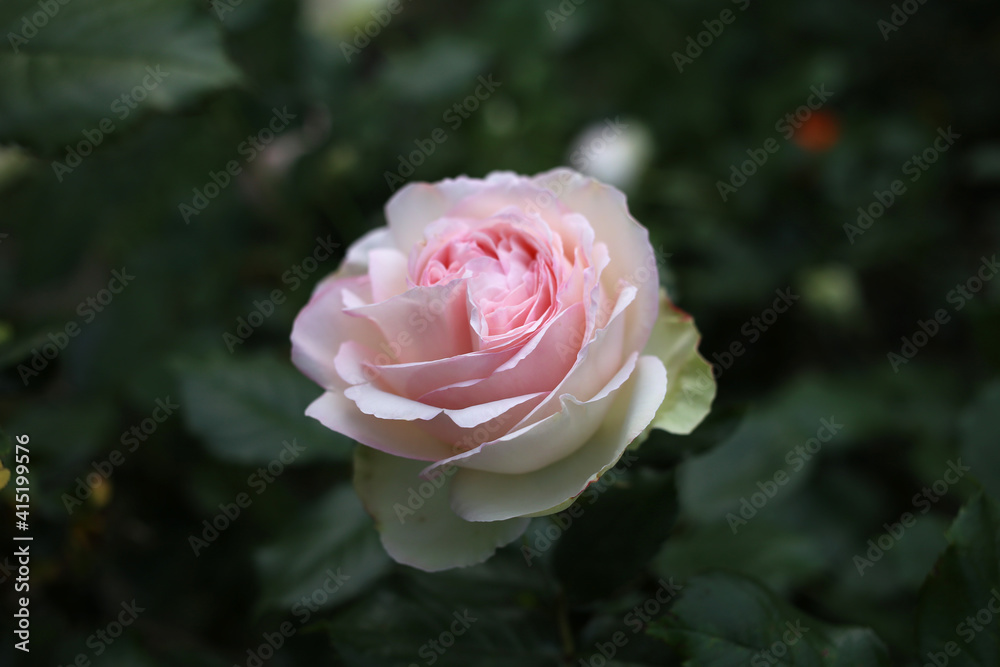 A chic fresh pale pink rose blooms in the garden. A chic fresh pale pink rose blooms in the garden.