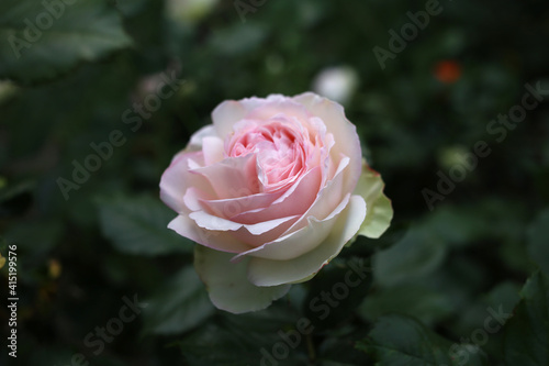 A chic fresh pale pink rose blooms in the garden.
