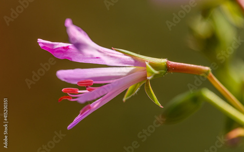 detail of small pink lily like flower