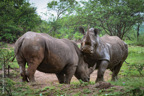 Two White Rhino fighting