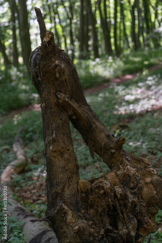 Nature creates a geometric form of a tree Nature creates a geometric form of a tree