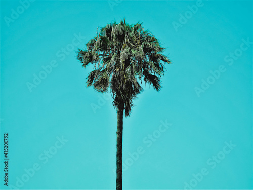 palm tree on sky background © SADIBA