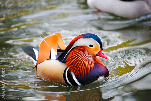 A Mandarin Duck in a Park, Heilbronn, Germany