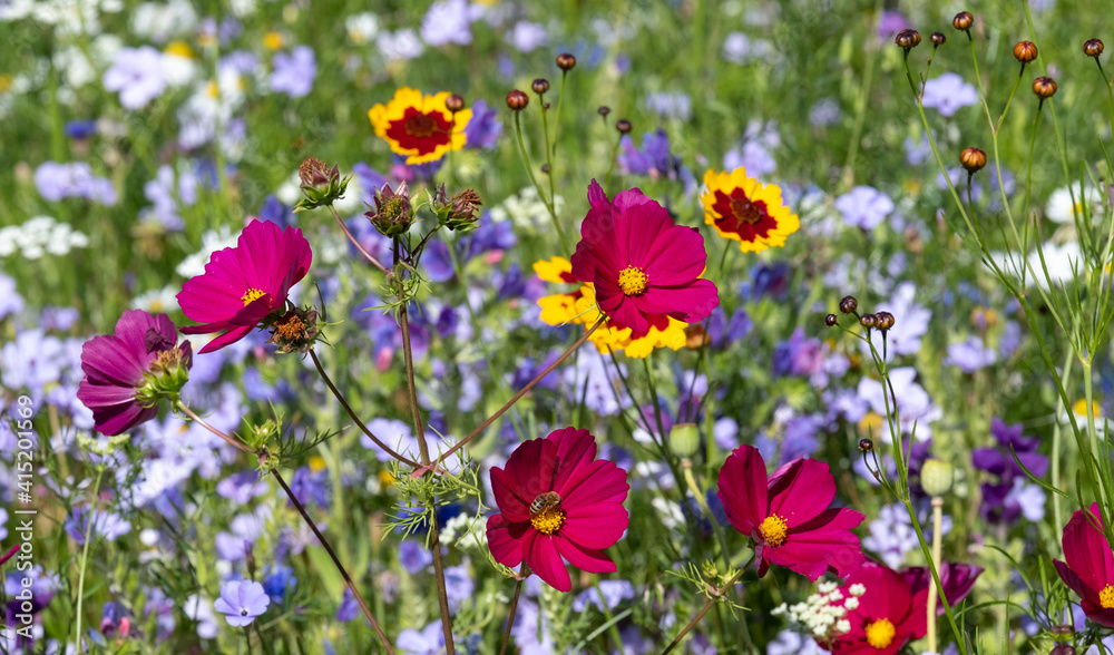 Colourful wild flowers blooming in the grass outside Savill Garden, Egham, Surrey, UK, photographed against a clear blue sky.