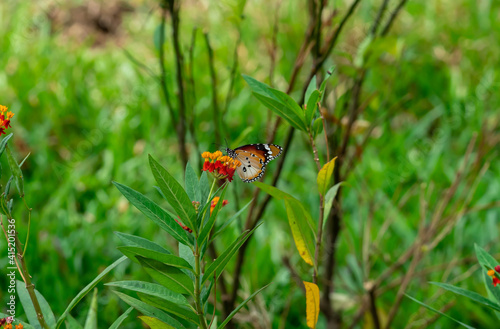 Resting Plain tiger or African monarch butterfly (Danaus chrysippus) in yellow and red flower habitat background. Beautiful Butterfly Portrait Backround