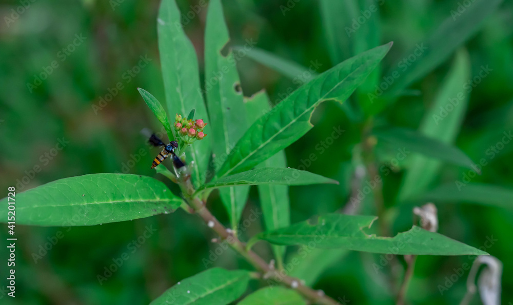 Hoverflies, also called flower flies or syrphid flies, make up the insect family Syrphidae. Hoverfly while flying towards a flower Hoverflies, also called flower flies or syrphid flies, make up the insect family Syrphidae. Hoverfly while flying towards a flower