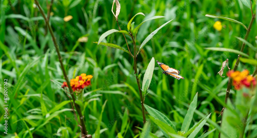 Blurry Flying Plain tiger or African monarch butterfly (Danaus chrysippus) in yellow and red flower habitat background. Beautiful Butterfly Portrait Backround Blurry Flying Plain tiger or African monarch butterfly (Danaus chrysippus) in yellow and red flower habitat background. Beautiful Butterfly Portrait Backround