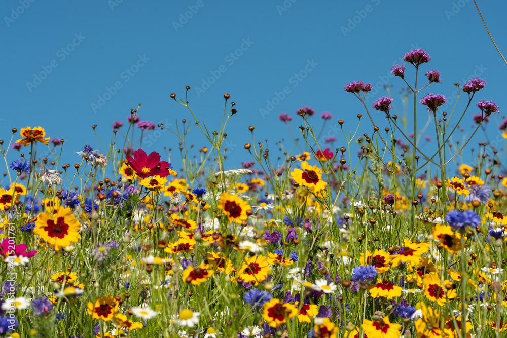 Colourful wild flowers (with copy space) blooming outside Savill Garden, Egham, Surrey, UK, photographed against a clear blue sky.