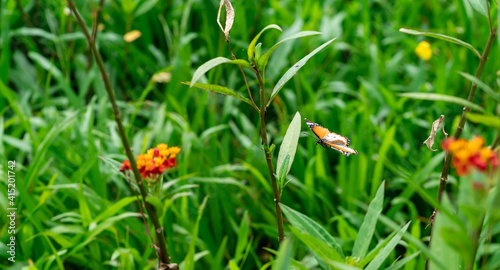 Blurry Flying Plain tiger or African monarch butterfly (Danaus chrysippus) in yellow and red flower habitat background. Beautiful Butterfly Portrait Backround