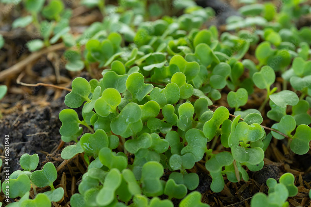 Plant sprouts in the field; pansy seedlings in the farmer's garden , agriculture, plant and life concept (soft focus, narrow depth of field close up) Plant sprouts in the field; pansy seedlings in the farmer's garden , agriculture, plant and life concept (soft focus, narrow depth of field close up)