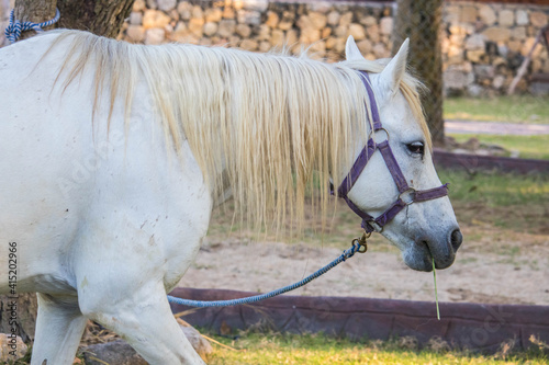 Fényképezés white horse standing on a green field