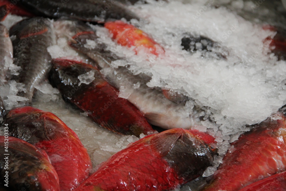 Freshly caught red carp on ice