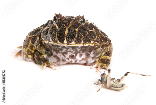Cranwell's horned frog photo