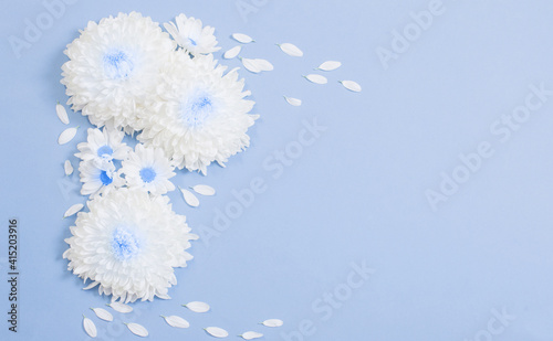 white chrysanthemum on blue paper background