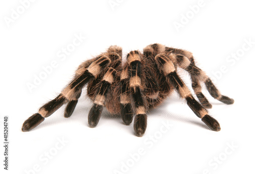 Brazilian whiteknee tarantula