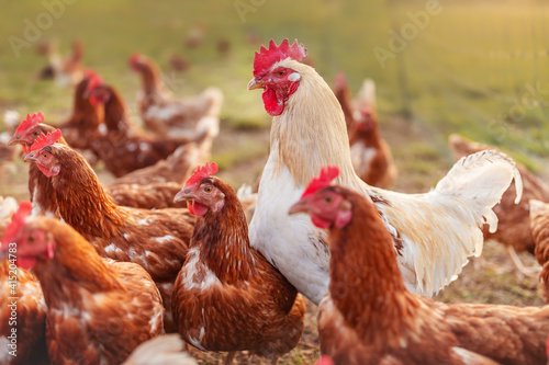 happy free range organic chicken and. a rooster in the meadow