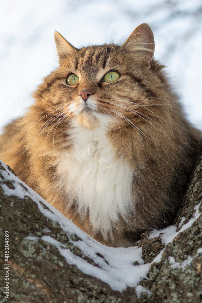 winter portrait of a beautiful red-haired Siberian cat on tree looking, pet walking outdoors