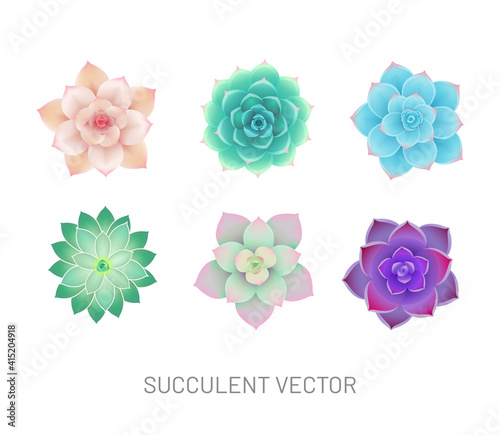 Set of beautiful colorful succulents illustration isolated on white background. Decorative home plant. - Vector