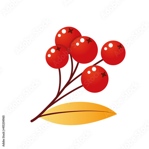 Rowan tree branch with leaves and berries. Vector illustration isolated on a white background. Mountain ash autumn design. Gradient fill. Bunch of mountain ash