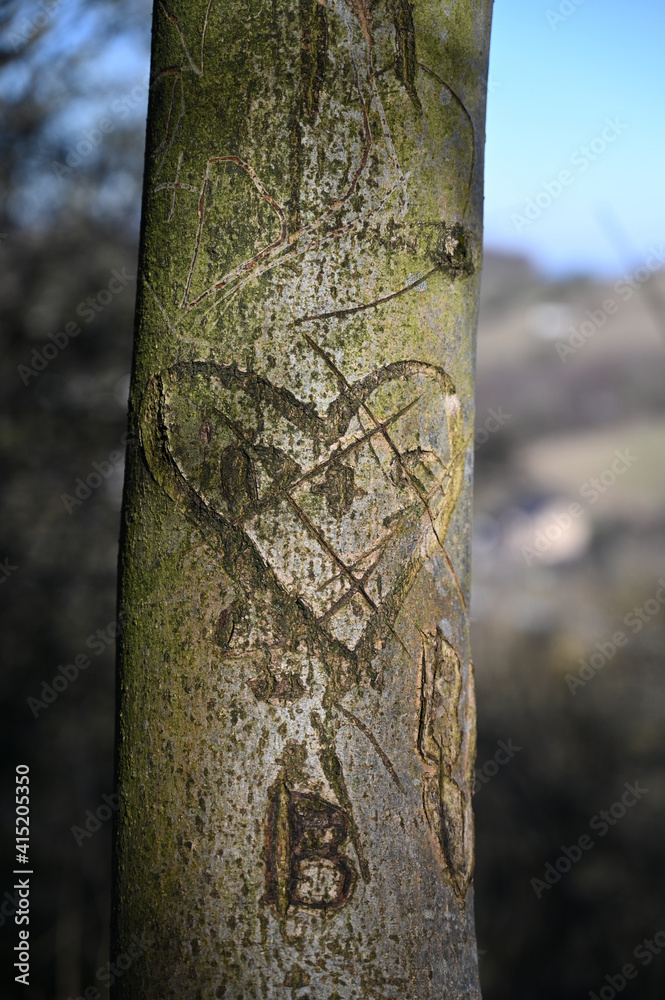 Fototapeta premium Hochformat Baumstamm mit eingeritztem Herz zum Valentinstag