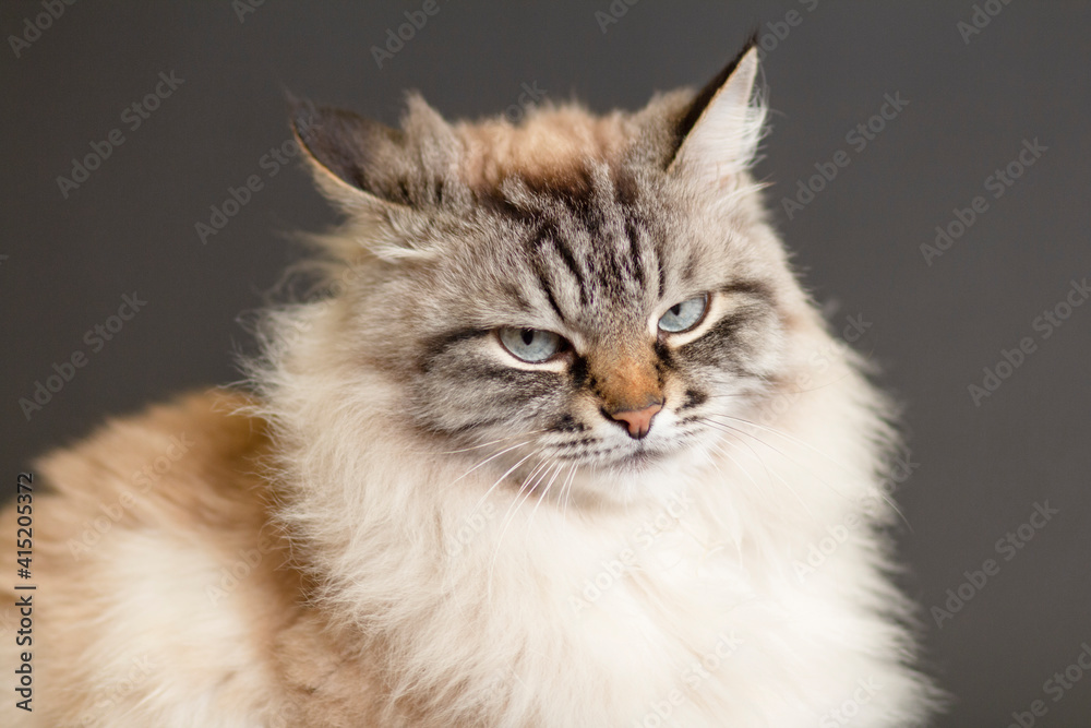portrait of fluffy Siamese cat with blue eye, angry animal face, concept pet portrait of fluffy Siamese cat with blue eye, angry animal face, concept pet