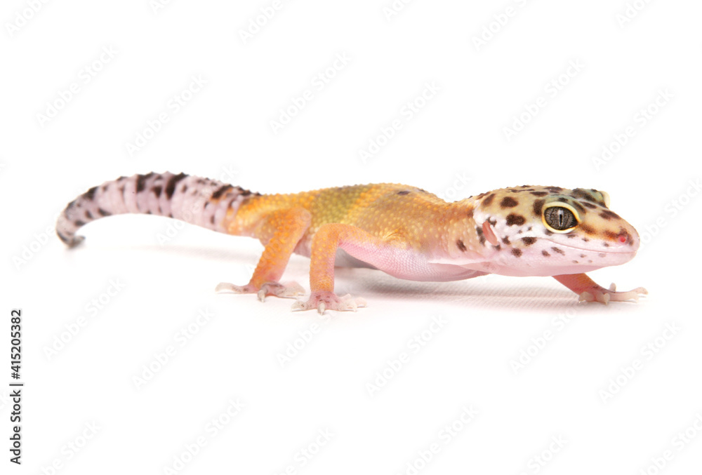 Naklejka premium Leopard Gecko