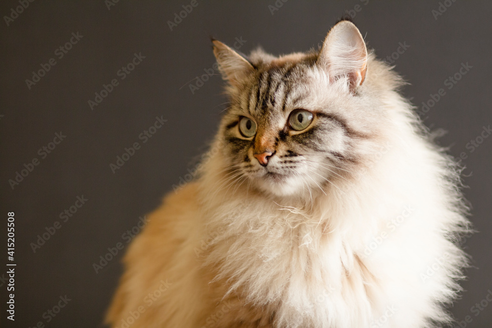 portrait of fluffy Siamese cat with blue eyes on black studio background , beautiful domestic animals
