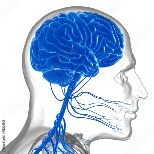 Human Brain Anatomy For Medical Concept 3D