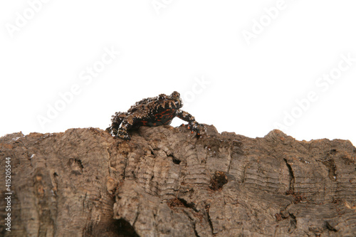 Fire-bellied toad photo