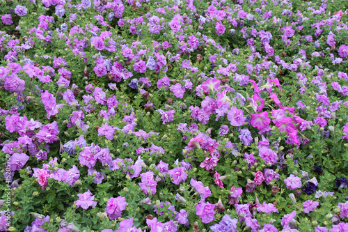 blooming petunia and other flowers in a garden in thailand