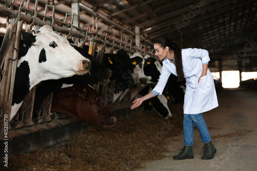Professional veterinarian and cows on farm. Animal husbandry