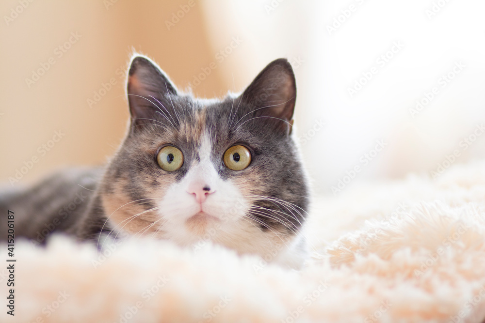 cute curious grey cat lying on bed on plaid indoors and looking playful, concept of lovely pets, cozy morning