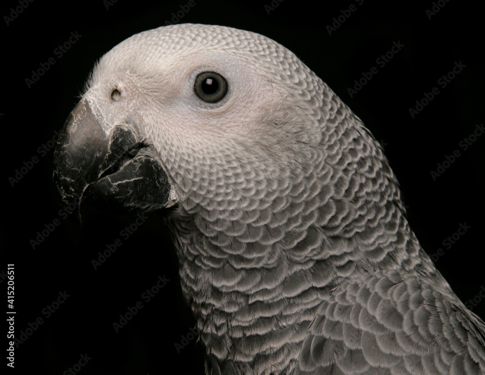 Obraz premium Congo African Grey Parrot
