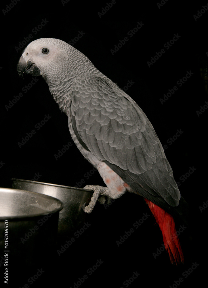 Obraz premium Congo African Grey Parrot