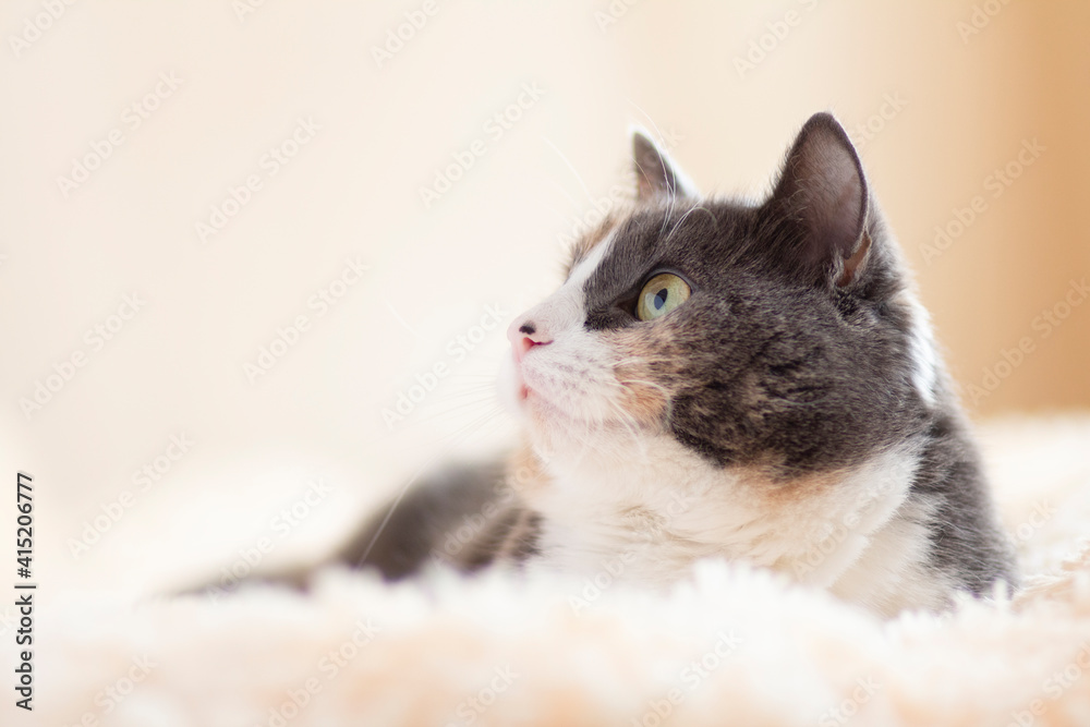 cute curious grey cat lying on bed on plaid indoors and looking playful, concept of lovely pets, cozy morning