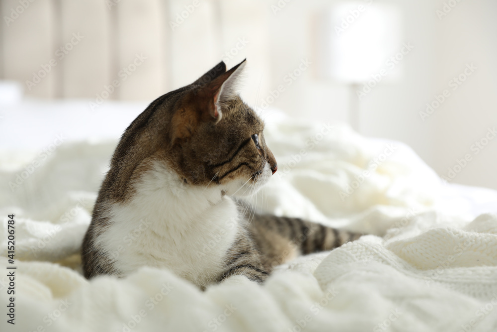 Adorable cat lying on plaid at home Adorable cat lying on plaid at home