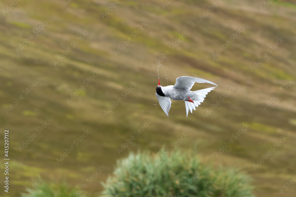 Fototapeta premium Life is full of surprises. An Antarctic Turn in flight briefly turns its head upside down to spit seawater straight up from its beak
