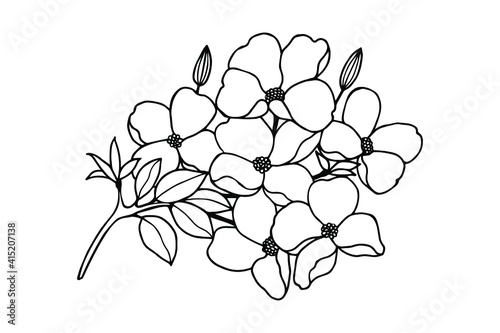 Branch with flowers. Dogwood. Vector stock illustration eps10. Isolate on white background, outline, hand drawing.