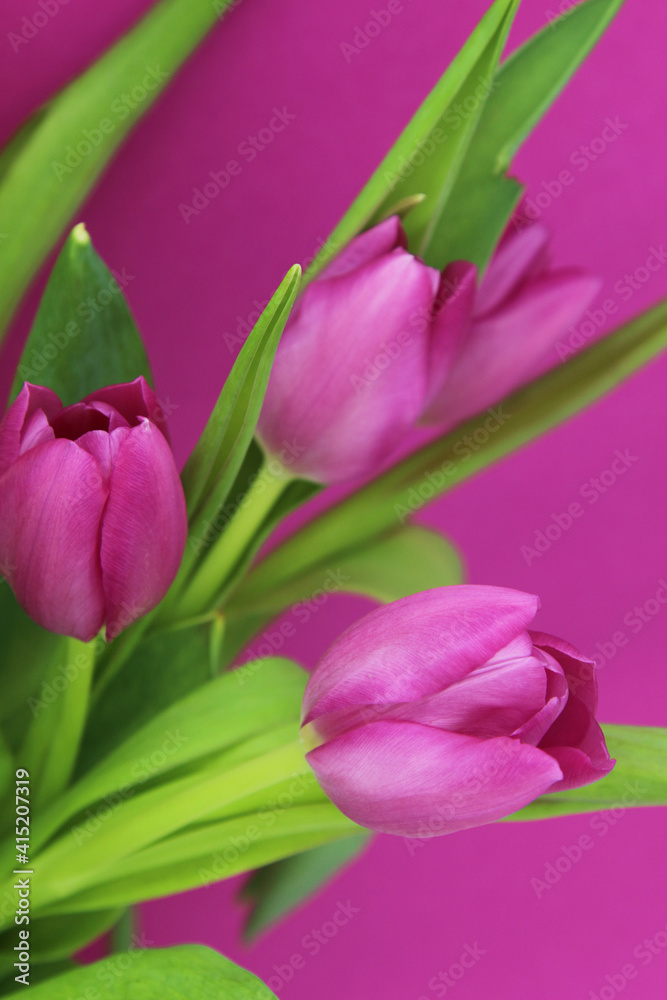 pink tulips on a pink background, floral close up