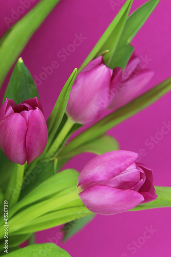 pink tulips on a pink background  floral close up