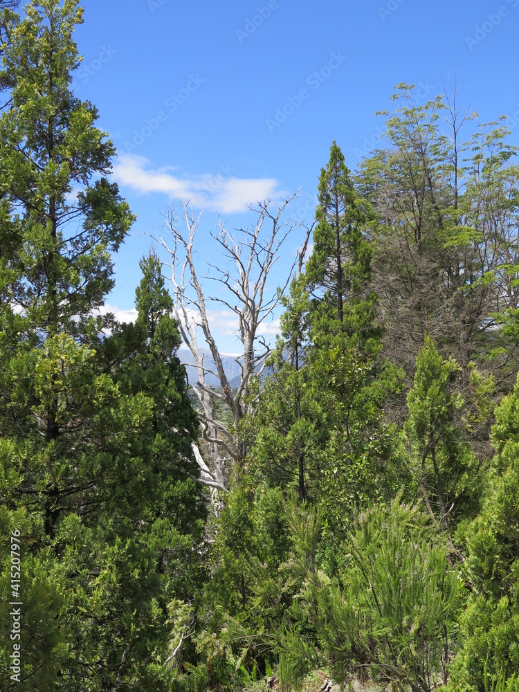 Fototapeta premium trees next to the Rio Azul in El Bolson, Patagonia, Argentina, December