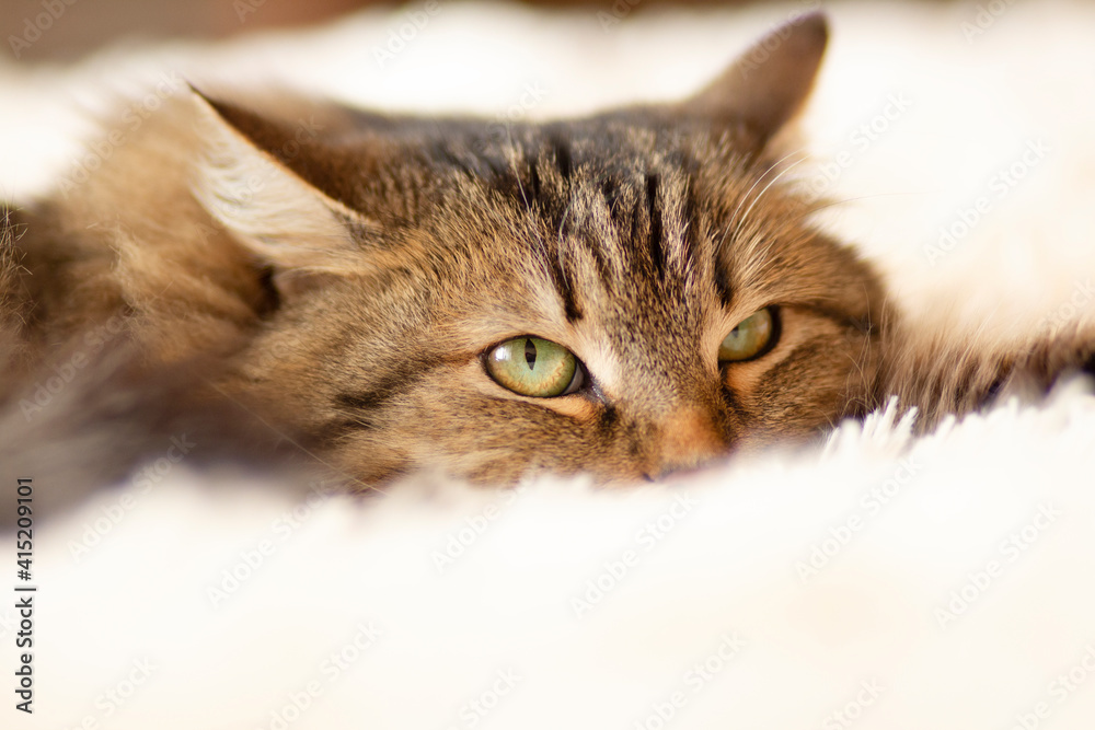 Siberian beautiful fluffy cat lies on bed in room took ear to side listens with alertness, concept pet behavior