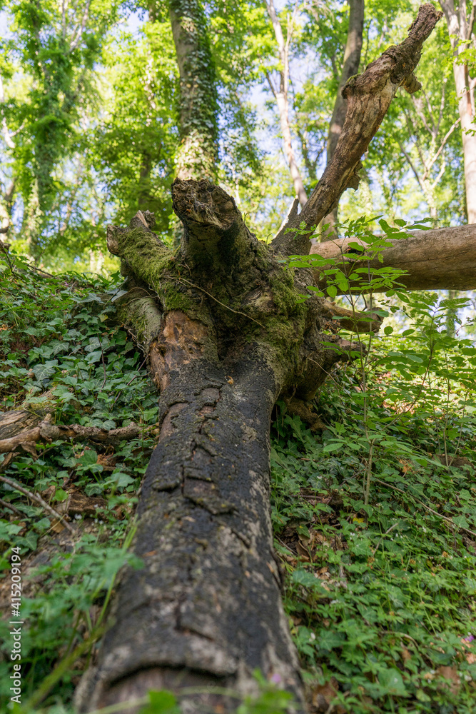 Umgeknickter Baumstamm Umgeknickter Baumstamm