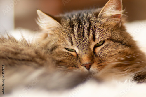 young fluffy ginger Siberian cat lying on bed resting, concept lovely pets © fantom_rd