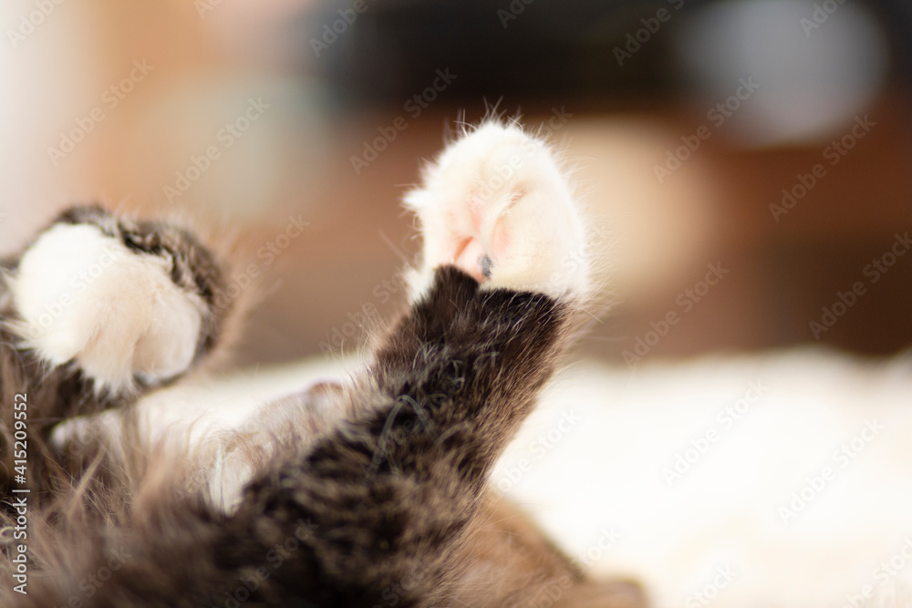 sleepy fluffy Siberian cat lying on bed lying and relaxing, pet playing with paws sleepy fluffy Siberian cat lying on bed lying and relaxing, pet playing with paws