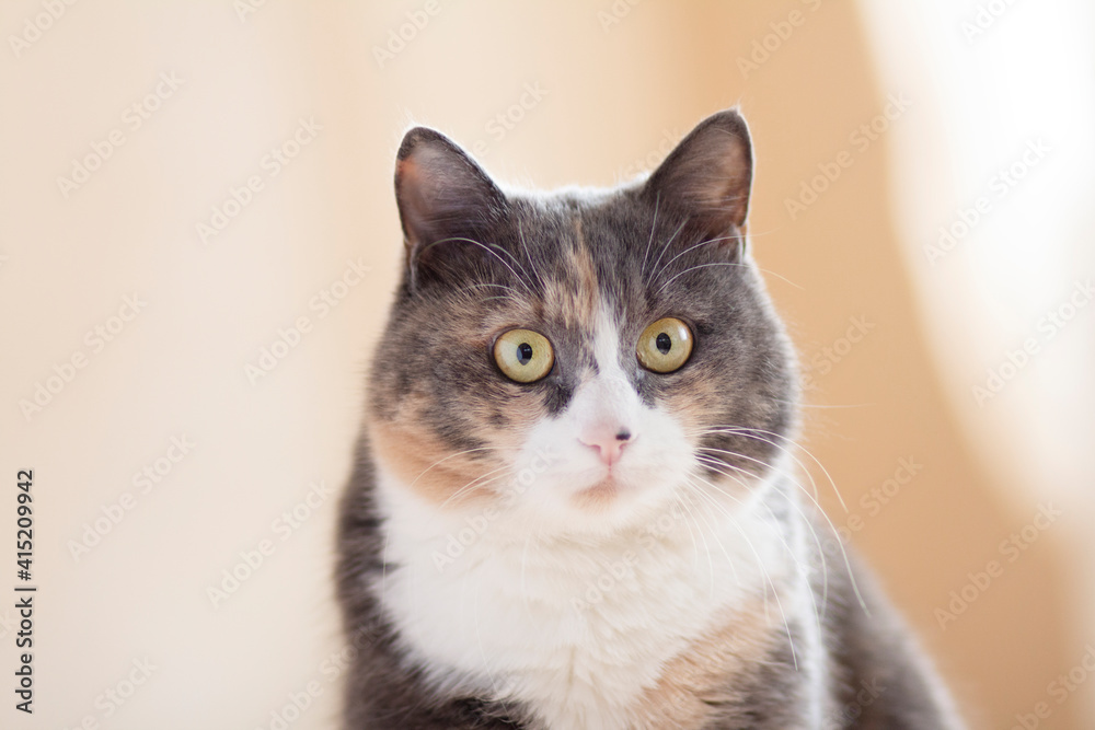 cute curious grey cat indoors looking with big eyes, concept of funny pets cute curious grey cat indoors looking with big eyes, concept of funny pets