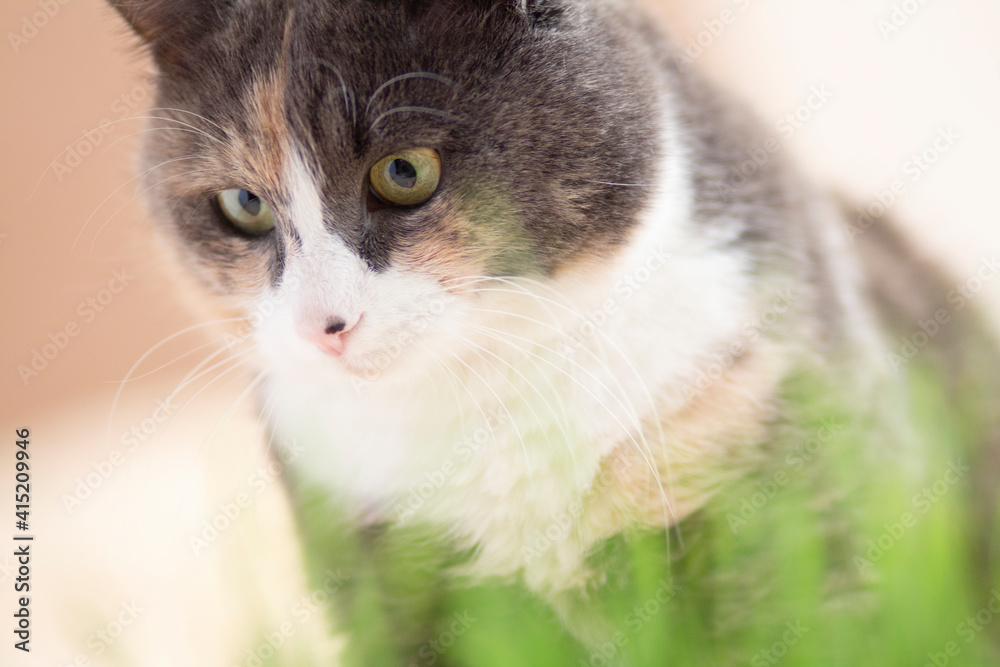 Cute grey cat sitting beside a plant pot with fresh green grass Cute grey cat sitting beside a plant pot with fresh green grass